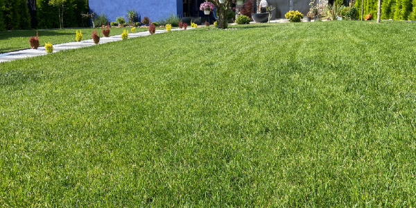 Kocaeli - İzmit Rulo Çim Uygulamaları Kocaeli - İzmit Rulo Çim Uygulamaları